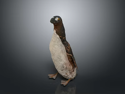 Realistic 3D Penguin Model With Detailed Texture Standing Pose And Studio Lighting 3d model