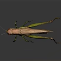 Green and Brown Grasshopper on Dark Background with Reflection Long Legs and Isolated View