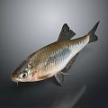 Whole Fresh Silver Fish With Black Fins On Dark Reflective Background