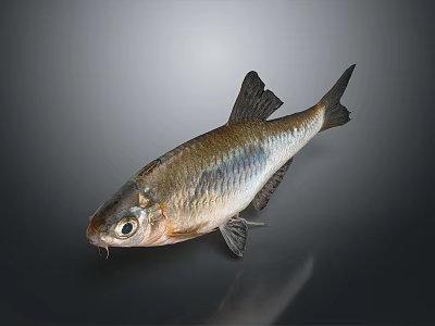 Whole Fresh Silver Fish With Black Fins On Dark Reflective Background 3d model