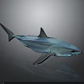 Blue Shark Model Showcased On Gray Background With Reflective Surface 3d model