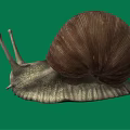 Snail With Brown Spiral Shell On Green Background And Textured Body