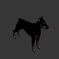 Realistic Doberman 3D Model With Black And Tan Coat Standing Pose 3d model