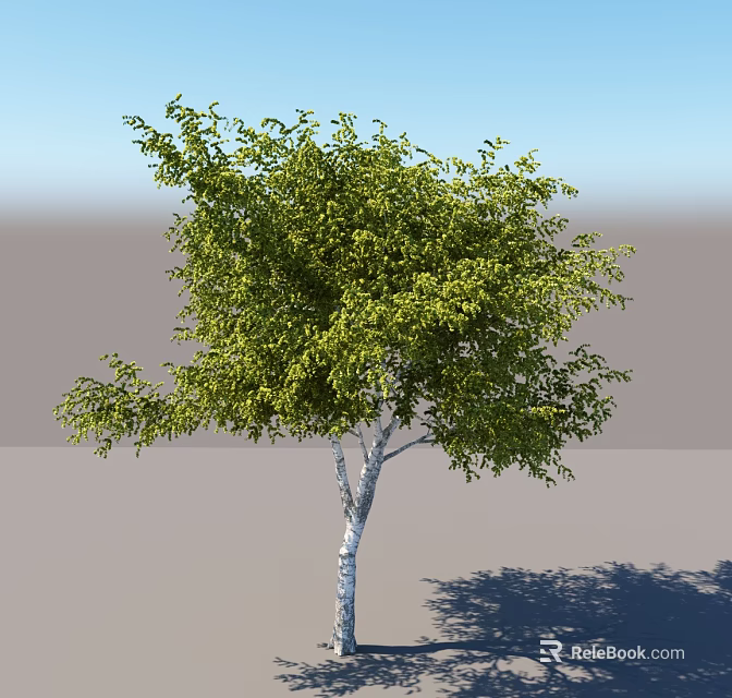 Tall Arbor With Lush Green Leaves And White Trunk Under Clear Sky 3d model 