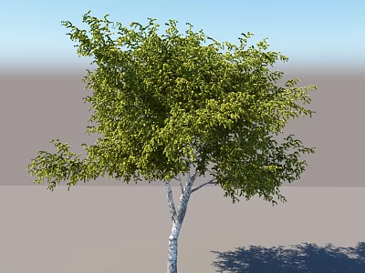 Tall Arbor With Lush Green Leaves And White Trunk Under Clear Sky 3d model