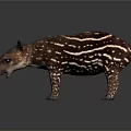 Brown Tapir With White Stripes Long Snout And Small Ears On Dark Background