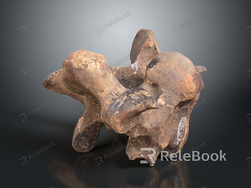 Vertebrae Cervical vertebrae Vertebrae Bone Bone Human Bone Bone Human Body Organ model