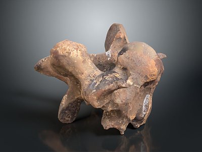 Vertebrae Cervical vertebrae Vertebrae Bone Human Bone Human Body Organ model