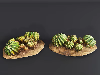 Green Cactus Plants Of Various Sizes Display On Wooden Platforms With Dark Background 3d model