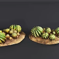 Green Cactus Plants Of Various Sizes Display On Wooden Platforms With Dark Background