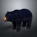 Realistic Black Bear 3D Model With Detailed Dark Fur And Standing Pose