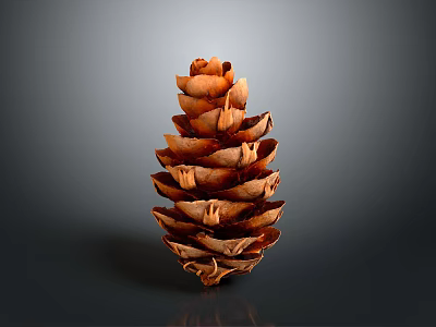 Brown Natural Pine Cone With Detailed Textured Scales Against Gray Background 3d model