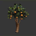 Healthy Orange Tree With Dense Green Leaves And Fresh Ripe Orange Fruits