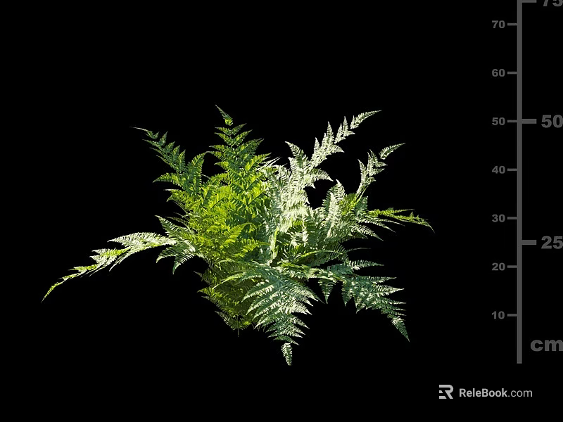 Lush Green Shrub With Feathery Leaves And 25 To 70 Cm Size For Garden Landscaping 3d model 