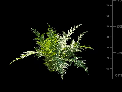 Lush Green Shrub With Feathery Leaves And 25 To 70 Cm Size For Garden Landscaping 3d model