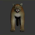 Reddish Brown Puma Standing With Open Mouth On Grey Background