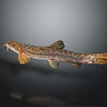 Brownish Patterned Fish With Slender Body Barbels And Yellowish Fins Swimming Isolated On Dark Background