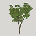 Deciduous Tree With Lush Green Foliage And Sturdy Brown Trunk In Natural Form