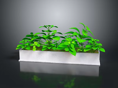 Lush Green Plants Growing In White Rectangular Planter With Gray Background And Reflective Surface 3d model