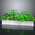 Lush Green Plants Growing In White Rectangular Planter With Gray Background And Reflective Surface