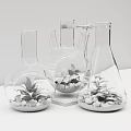 Bonsai Plants in Transparent Glass Vases with Black Stones and Green Ferns on Wooden Table