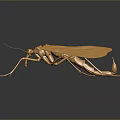 Golden Metallic Mosquito Sculpture With Detailed Wings And Long Legs On Dark Background