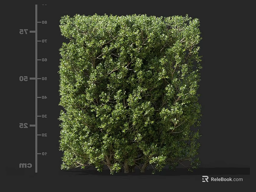 Well Trimmed Evergreen Shrub With Lush Green Foliage For Garden Landscaping Design And Outdoor Decoration 3d model 