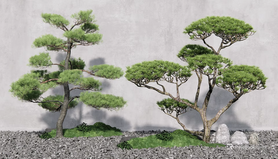 Two Elegant Pine Trees Against Gray Wall With Gravel Green Grass And Stones 3d model 