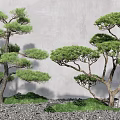 Two Elegant Pine Trees Against Gray Wall With Gravel Green Grass And Stones