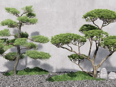 Two Elegant Pine Trees Against Gray Wall With Gravel Green Grass And Stones 3d model