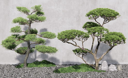 New Chinese Pine Tree Welcome Pine Landscape Tree Dead Rock Courtyard 3d model