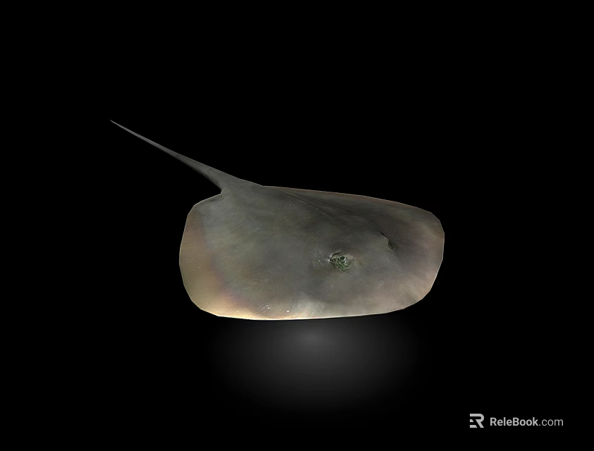 Graceful Aquatic Ray Animal With Flat Body And Long Tail 3d model 