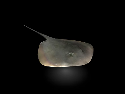 Graceful Aquatic Ray Animal With Flat Body And Long Tail 3d model