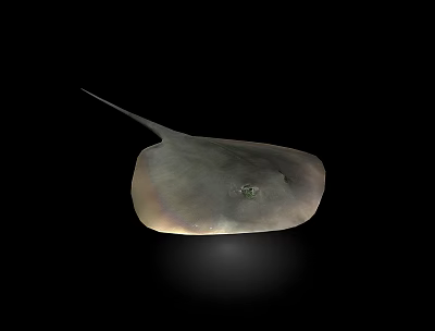 devil fish cartilages fish cow nose spray 3d model