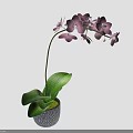 Purple Orchid Plant with Green Leaves in Patterned Ceramic Flower Pot