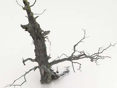 Dry Tree Trunk With Bare Twisted Branches And Weathered Texture On White Background 3d model