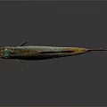 Colorful Silver Fish With Scaly Body And Red Fins On Dark Background