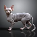 Hairless Sphynx Cat With Wrinkled Skin And Large Ears Standing On Black Surface
