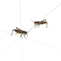 Two Brown Grasshoppers On White Background With Detailed Legs And Antennae