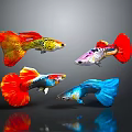 Colorful Guppies With Vibrant Red Yellow Blue Pink Colors On Dark Background