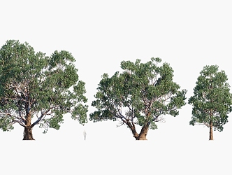 Plants Trees Landscape Trees Arbor 3d model