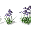 Clusters of Purple Flowers with Green Stems and Lush Green Leaves