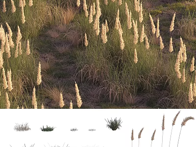 Natural Grass Ornamental Decorative Plant Arrangement For Home And Garden 3d model