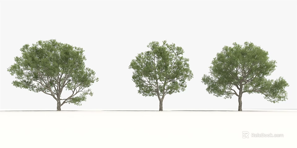 Three Green Arbor Trees With Lush Foliage In White Background 3d model