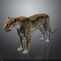 Realistic Detailed Leopard Standing Gracefully on Dark Background With Spotted Fur 3d model