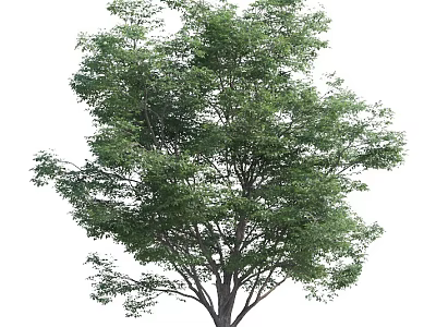 Lush Green Arbor With Tall Trunk And Dense Foliage In Natural Scene 3d model