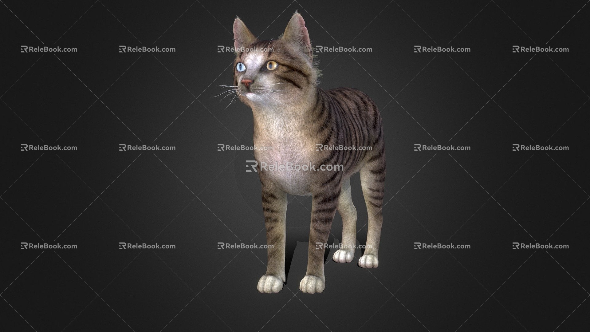 Stray Cat 3d model