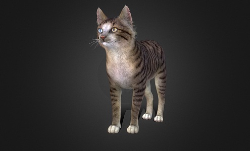 Stray Cat 3d model