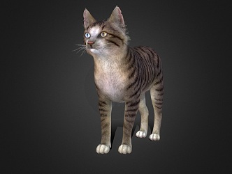 Stray Cat 3d model