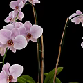 Stunning Pink Orchids In Vase With Green Leaves And Stems On Black Background